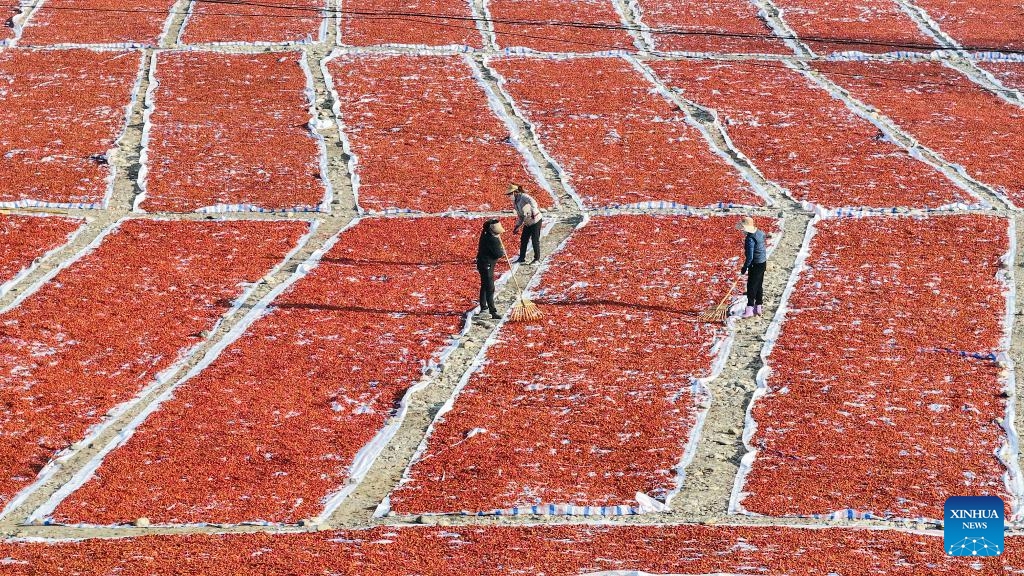 A drone photo taken on Oct. 30, 2024 shows farmers airing hawthorns in Zunhua City, north China's Hebei Province. (Photo: Xinhua)