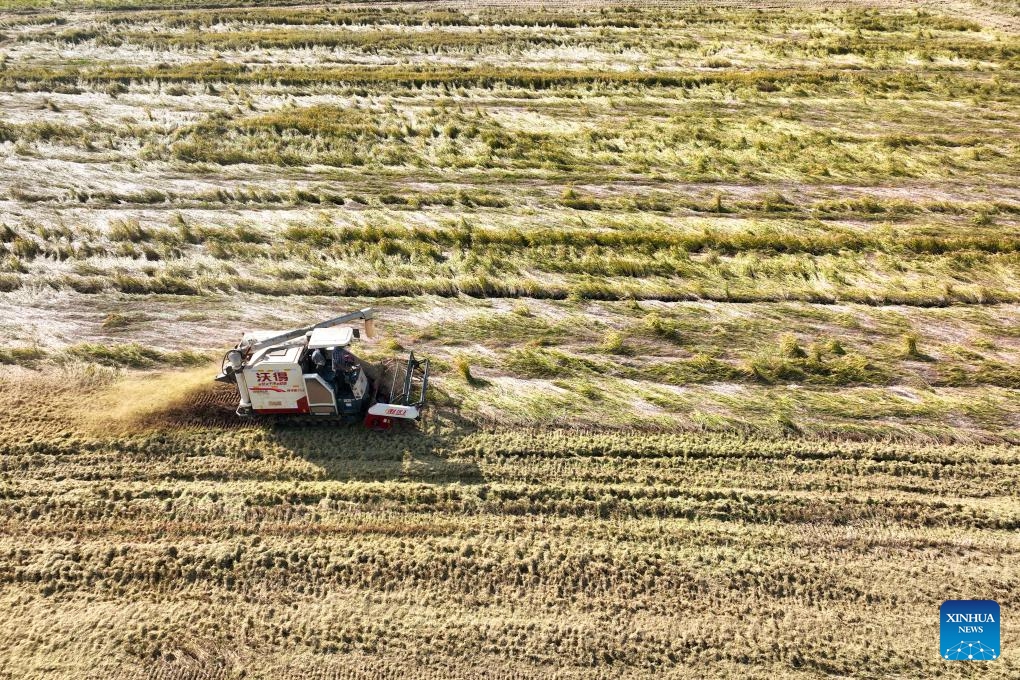 An aerial drone photo taken on Oct. 30, 2024 shows a harvester working at a rice field in Xinbei District of Changzhou City, east China's Jiangsu Province. (Photo: Xinhua)