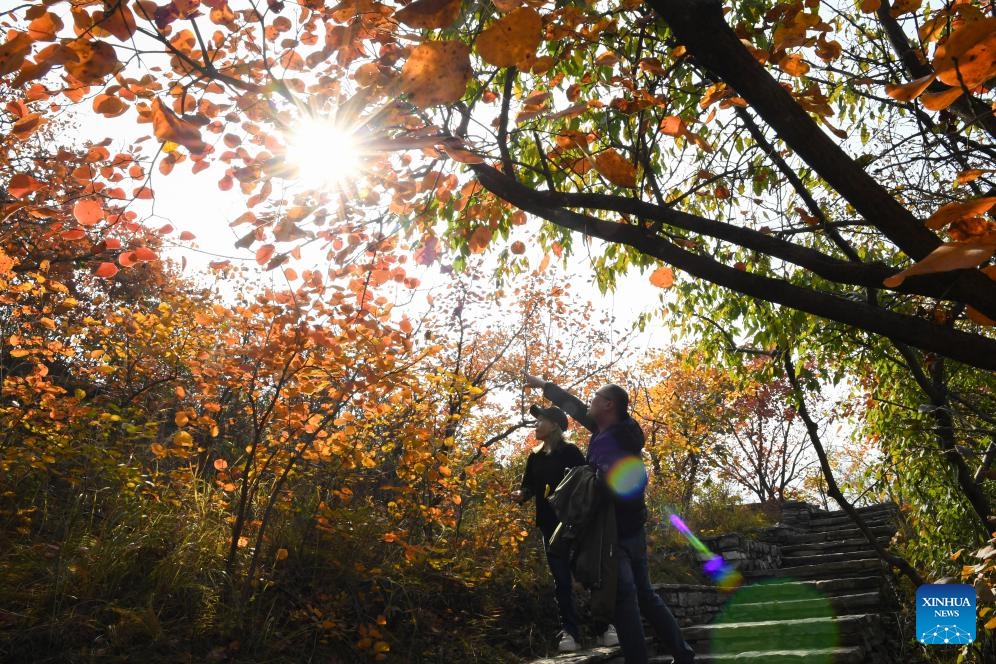 People enjoy red leaves at the Pofengling scenic spot in Fangshan District of Beijing, capital of China, Oct. 29, 2024. The scenic spot has ushered in the best time of the year to view red leaves. More than 100,000 plants there are greeting visitors with their flame-like new attire. (Photo: Xinhua)