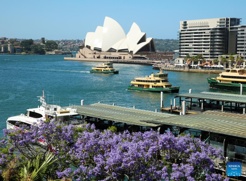 This photo taken on Oct. 30, 2024 shows blooming jacaranda near the Sydney Opera House in Sydney, Australia. (Photo: Xinhua)