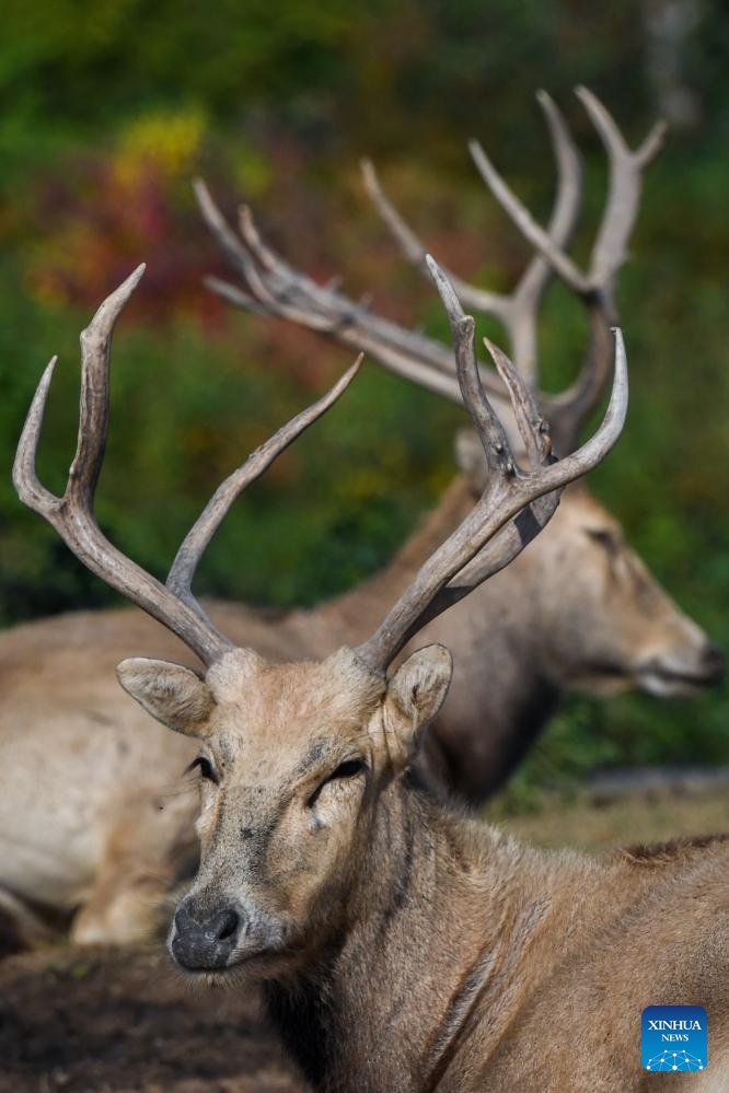 Milu deer are seen in Dafeng Milu National Nature Reserve in east China's Jiangsu Province, Oct. 28, 2024. Thanks to reinforced efforts in ecological protection and animal preservation, the Dafeng Milu National Nature Reserve has welcomed 825 newborns of milu deer, a species endemic to China, so far this year. The milu deer population here has exceeded 8,200, including some 3,500 living on their own in the wild. (Photo: Xinhua)