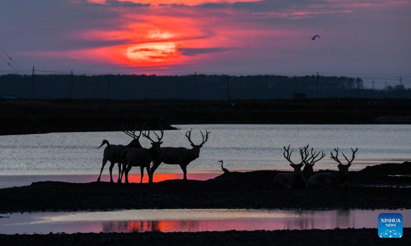 Milu deer are seen in Dafeng Milu National Nature Reserve in east China's Jiangsu Province, Oct. 28, 2024. Thanks to reinforced efforts in ecological protection and animal preservation, the Dafeng Milu National Nature Reserve has welcomed 825 newborns of milu deer, a species endemic to China, so far this year. The milu deer population here has exceeded 8,200, including some 3,500 living on their own in the wild. (Photo: Xinhua)