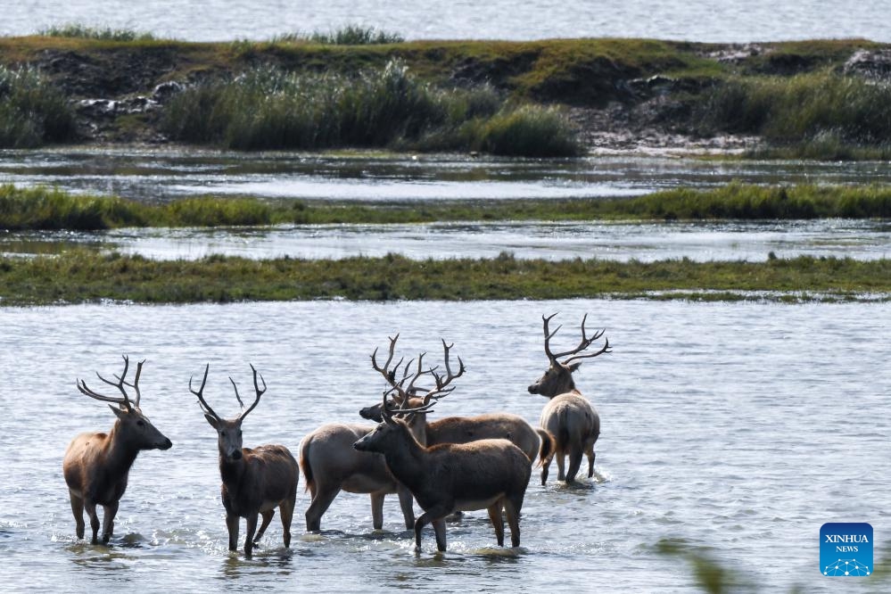 A drone photo shows milu deer in Dafeng Milu National Nature Reserve in east China's Jiangsu Province, Oct. 28, 2024. Thanks to reinforced efforts in ecological protection and animal preservation, the Dafeng Milu National Nature Reserve has welcomed 825 newborns of milu deer, a species endemic to China, so far this year. The milu deer population here has exceeded 8,200, including some 3,500 living on their own in the wild. (Photo: Xinhua)