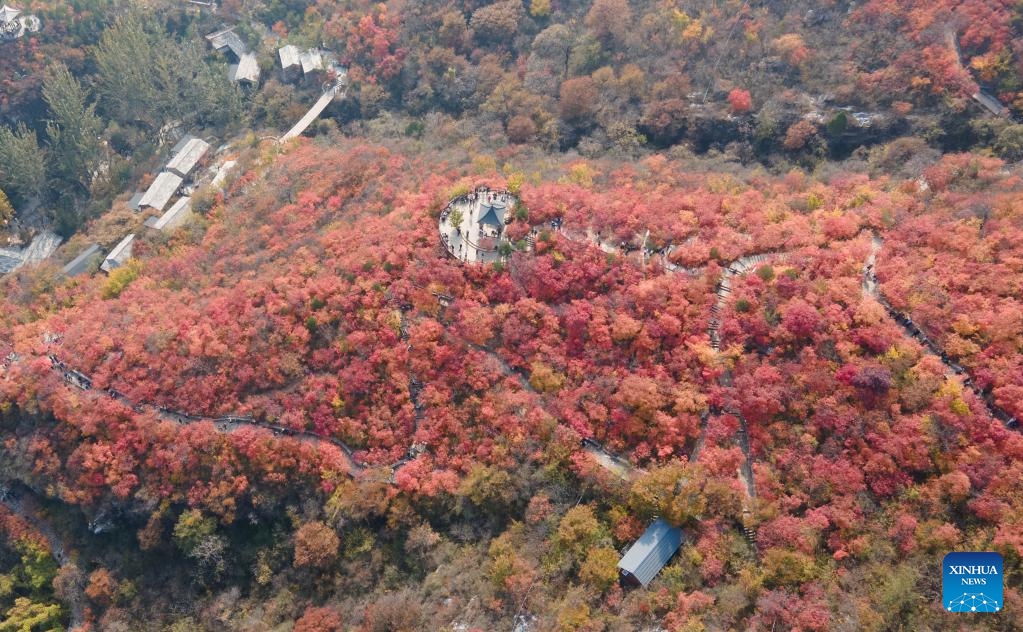 A drone photo taken on Oct. 29, 2024 shows a view of red leaves at the Pofengling scenic spot in Fangshan District of Beijing, capital of China. The scenic spot has ushered in the best time of the year to view red leaves. More than 100,000 plants there are greeting visitors with their flame-like new attire. (Photo: Xinhua)