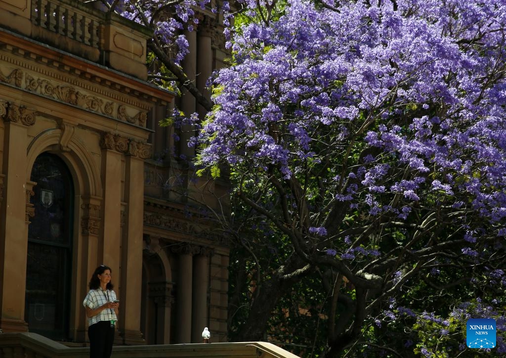 A woman is seen under a jacaranda tree outside the Town Hall in Sydney, Australia, Oct. 30, 2024. (Photo: Xinhua)