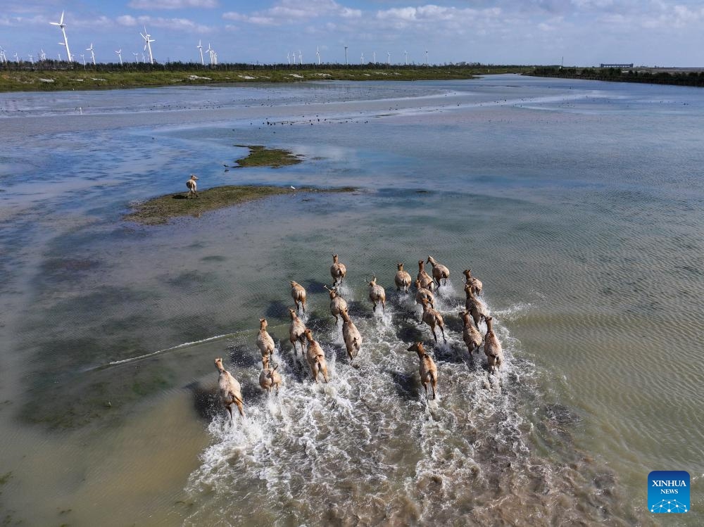 An aerial drone photo shows milu deer in Dafeng Milu National Nature Reserve in east China's Jiangsu Province, Oct. 28, 2024. Thanks to reinforced efforts in ecological protection and animal preservation, the Dafeng Milu National Nature Reserve has welcomed 825 newborns of milu deer, a species endemic to China, so far this year. The milu deer population here has exceeded 8,200, including some 3,500 living on their own in the wild. (Photo: Xinhua)