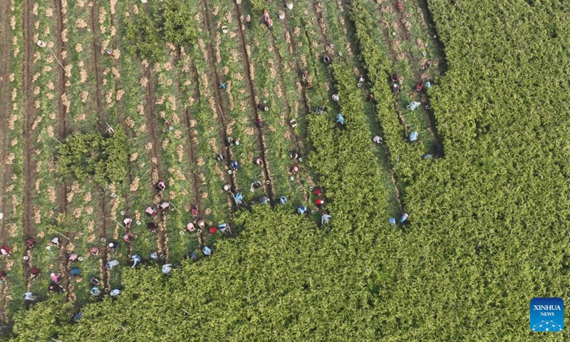 An aerial drone photo taken on Oct. 30, 2024 shows farmers harvesting fresh ginger in Zhongjia Village, Zouping City of east China's Shandong Province. (Photo: Xinhua)