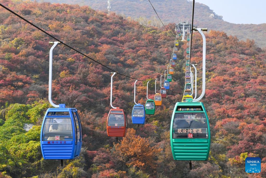 People take cable cars for sightseeing at the Pofengling scenic spot in Fangshan District of Beijing, capital of China, Oct. 29, 2024. The scenic spot has ushered in the best time of the year to view red leaves. More than 100,000 plants there are greeting visitors with their flame-like new attire. (Photo: Xinhua)