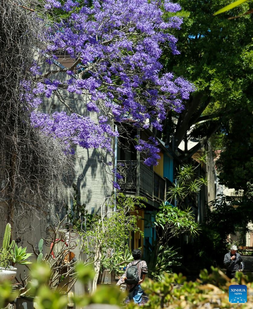 People walk past a blooming jacaranda tree in Sydney, Australia, Oct. 30, 2024. (Photo: Xinhua)