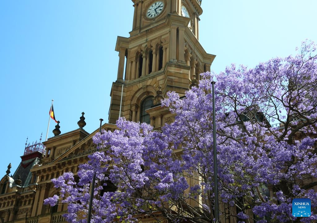 This photo taken on Oct. 30, 2024 shows blooming jacaranda outside the Town Hall in Sydney, Australia. (Photo: Xinhua)