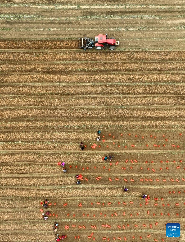 An aerial drone photo taken on Oct. 30, 2024 shows farmers harvesting rehmannia, a kind of herbal medicine, in Yuanshi County, north China's Hebei Province. (Photo: Xinhua)