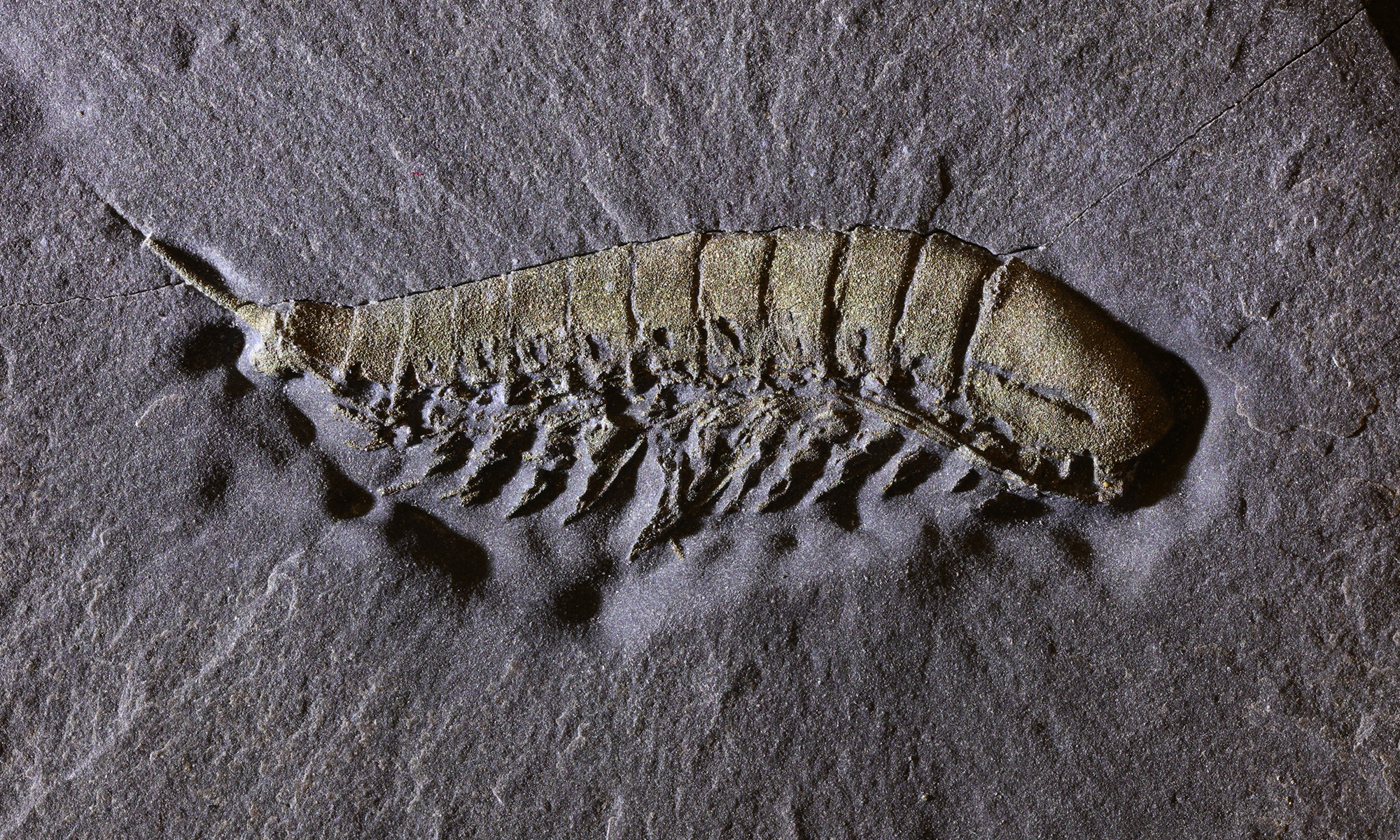 <em>Lomankus edgecombei</em>, a new arthropod species from the Ordovician period Photo: Courtesy of Dr. Luke Parry at the  University of Oxford