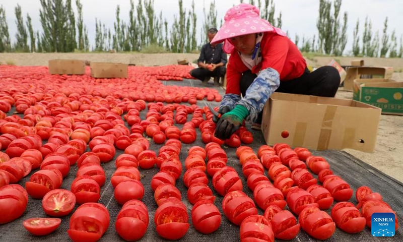 Farmers air tomatoes on the Gobi desert in Bohu County, northwest China's Xinjiang Uygur Autonomous Region, July 31, 2024. (Photo: Xinhua)