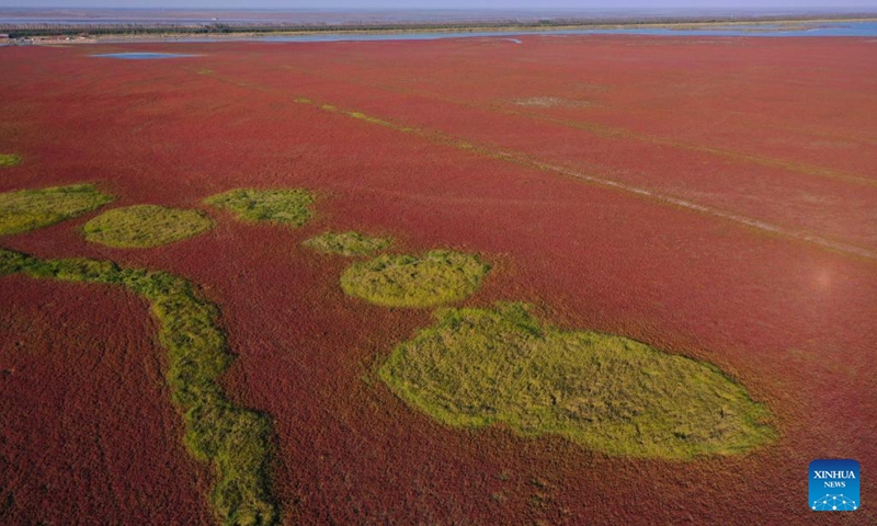 An aerial drone photo taken on Oct. 29, 2024 shows a view of the Tiaozini wetland in Dongtai of Yancheng City, east China's Jiangsu Province. (Photo: Xinhua)