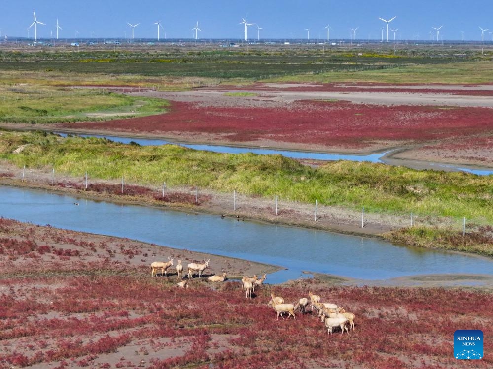 An aerial drone photo taken on Oct. 29, 2024 shows a view of the Tiaozini wetland in Dongtai of Yancheng City, east China's Jiangsu Province. (Photo: Xinhua)