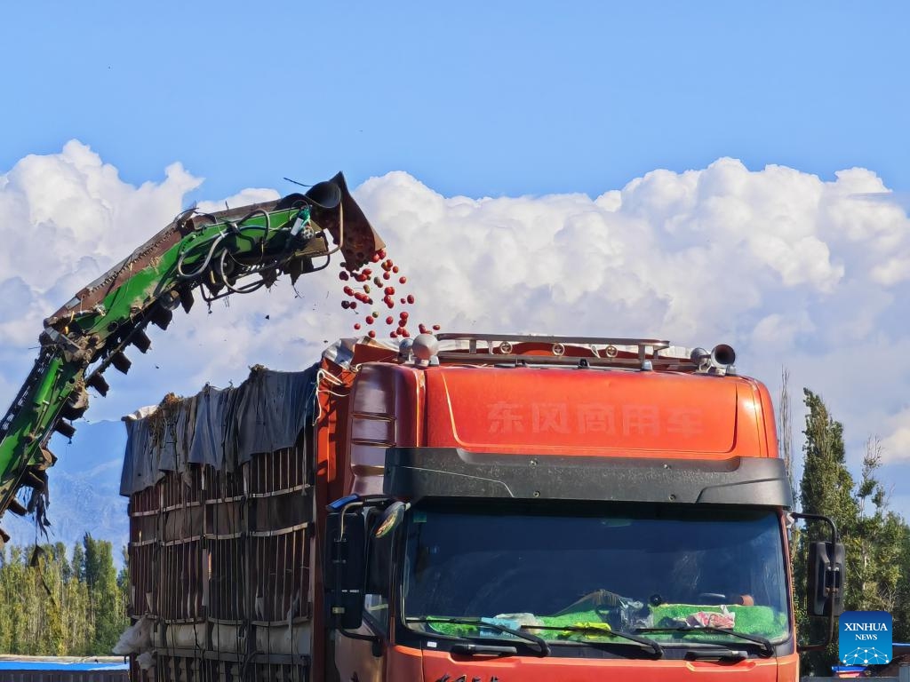 This photo taken with a mobile phone shows a picker harvesting tomatoes in Bole, northwest China's Xinjiang Uygur Autonomous Region, Sept. 12, 2024. (Photo: Xinhua)