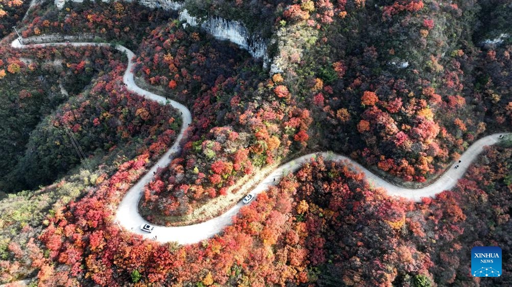 This aerial drone photo taken on Oct. 30, 2024 shows the autumn scenery of Jiguan Mountain scenic area in Shahe City, north China's Hebei Province. The Jiguan Mountain has entered its peak viewing season, drawing tourists to explore its beauty. (Photo: Xinhua)