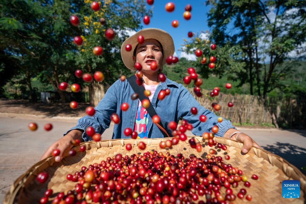 A farmer flips fresh coffee fruit at the Qiao'an coffee plantation in the Dai-Lahu-Va Autonomous County of Menglian, Pu'er City of southwest China's Yunnan Province, Oct. 30, 2024. Pu'er City is the largest coffee-producing area in China. Through the layout of the whole industrial chain, coffee plantations play a significant role and inject new vitality into the high-quality development of local coffee industry. (Photo: Xinhua)