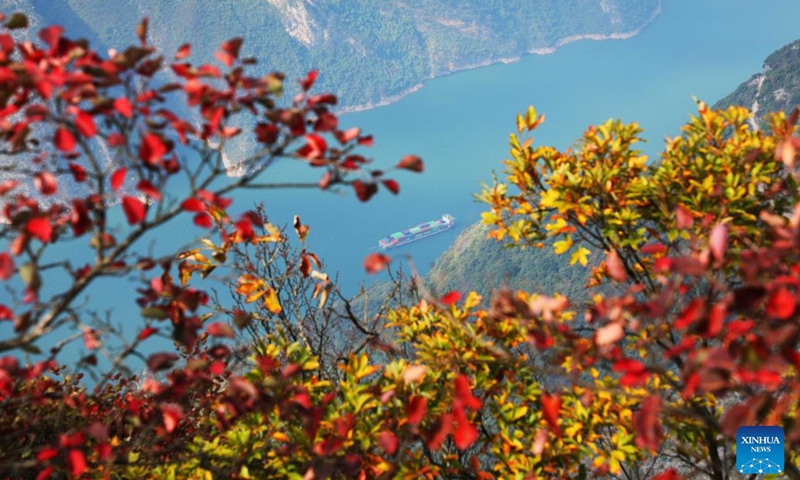 This photo taken on Oct. 30, 2024 shows the autumn scenery at the Wuxia Gorge, one of the Three Gorges on the Yangtze River, in Wushan County, southwest China's Chongqing Municipality. (Photo: Xinhua)