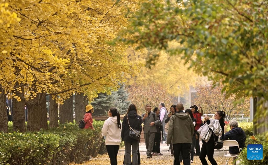 People enjoy the autumn scenery at the Olympic forest park in Beijing, capital of China, Oct. 31, 2024. (Photo: Xinhua)