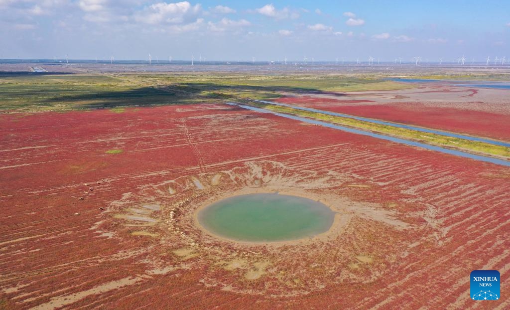 An aerial drone photo taken on Oct. 29, 2024 shows a view of the Tiaozini wetland in Dongtai of Yancheng City, east China's Jiangsu Province. (Photo: Xinhua)