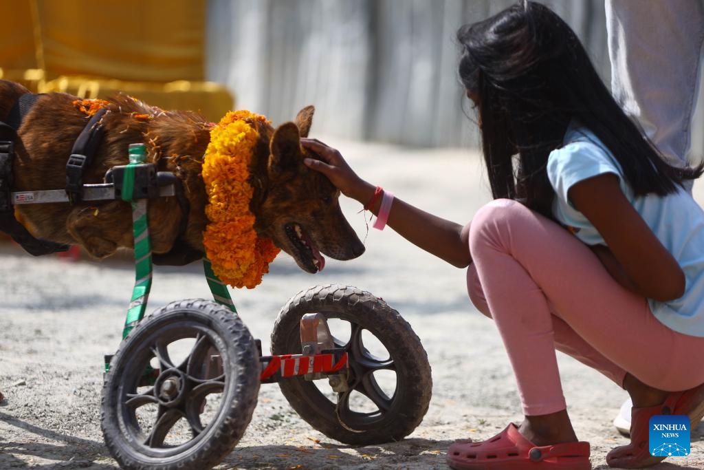 A dog is worshipped during the Hindu festival of Kukur Tihar in Lalitpur, Nepal, Oct. 31, 2024. Kukur Tihar is celebrated through worshiping and thanking dogs for their loyalty and services. (Photo: Xinhua)