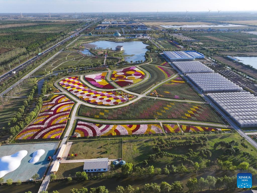 An aerial drone photo taken on Oct. 30, 2024 shows blooming chrysanthemum flowers at a scenic spot in Yangma Town of Yancheng City, east China's Jiangsu Province. (Photo: Xinhua)