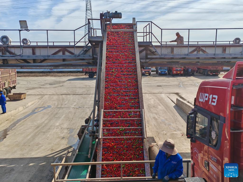 This photo taken with a mobile phone shows a picker harvesting tomatoes in Bole, northwest China's Xinjiang Uygur Autonomous Region, Sept. 12, 2024. (Photo: Xinhua)