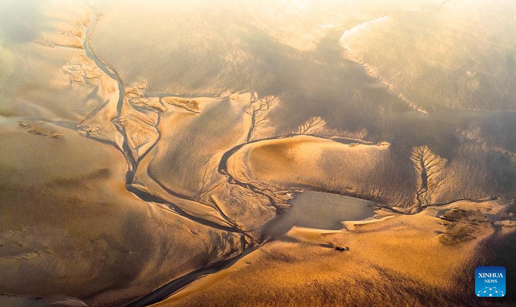 An aerial drone photo taken on Oct. 29, 2024 shows a view of the tidal flat at the Tiaozini wetland in Dongtai of Yancheng City, east China's Jiangsu Province. Formed by tidal erosion, the tree-shaped traces make up a magnificent picture on the tidal flat in Yancheng City.  (Photo: Xinhua)