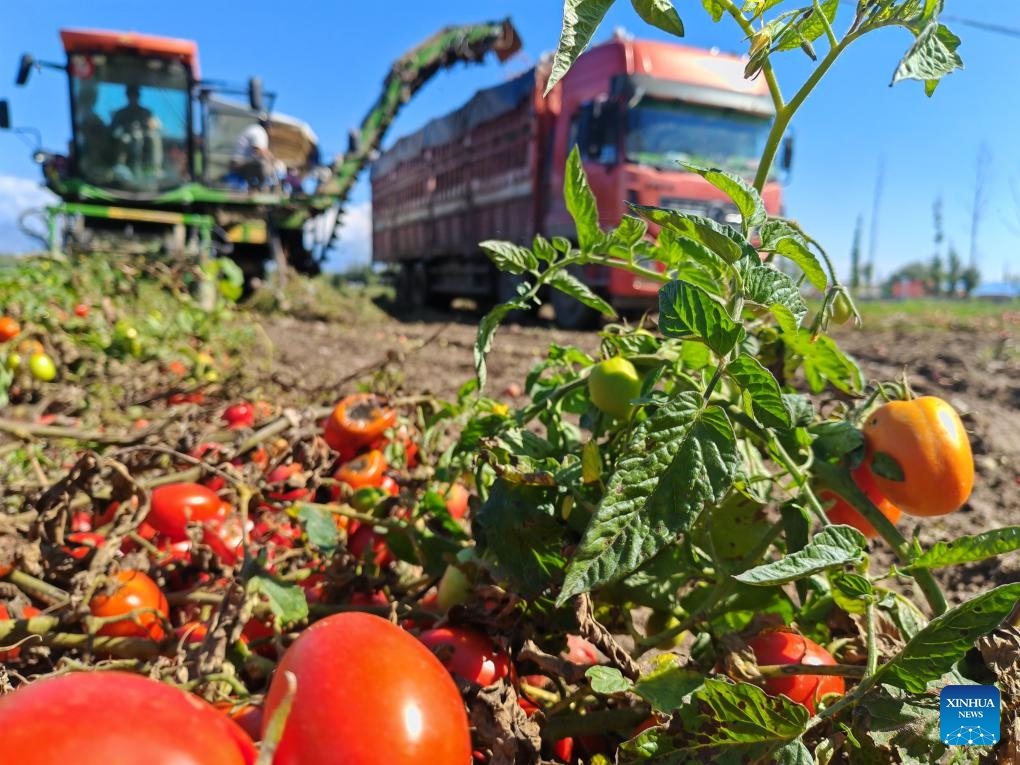 This photo taken with a mobile phone shows a picker harvesting tomatoes in Bole, northwest China's Xinjiang Uygur Autonomous Region, Sept. 12, 2024. (Photo: Xinhua)