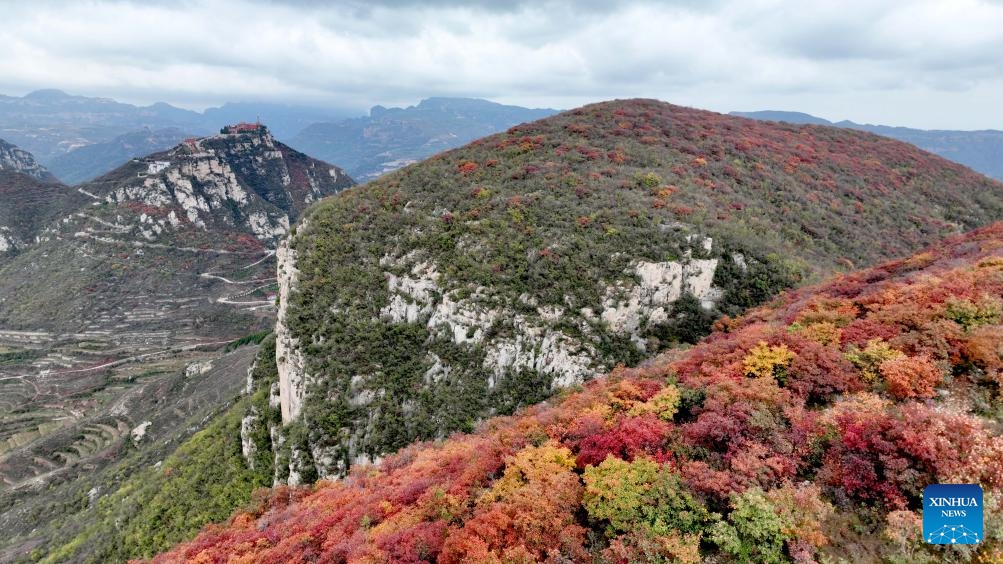 This aerial drone photo taken on Oct. 30, 2024 shows the autumn scenery of Jiguan Mountain scenic area in Shahe City, north China's Hebei Province. The Jiguan Mountain has entered its peak viewing season, drawing tourists to explore its beauty. (Photo: Xinhua)