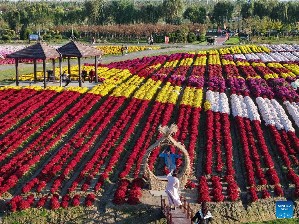 A drone photo taken on Oct. 30, 2024 shows tourists enjoying blooming chrysanthemum flowers at a scenic spot in Yangma Town of Yancheng City, east China's Jiangsu Province. (Photo: Xinhua)