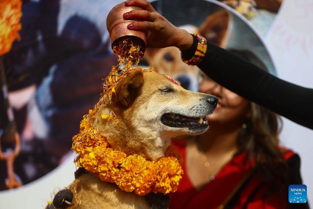 A dog is worshipped during the Hindu festival of Kukur Tihar in Lalitpur, Nepal, Oct. 31, 2024. Kukur Tihar is celebrated through worshiping and thanking dogs for their loyalty and services. (Photo: Xinhua)