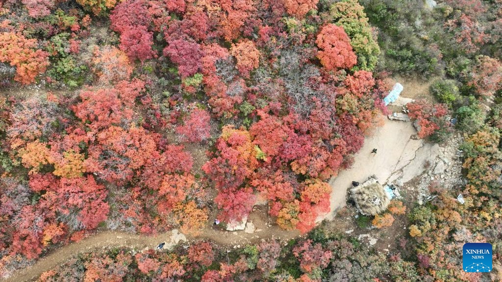 This aerial drone photo taken on Oct. 30, 2024 shows the autumn scenery of Jiguan Mountain scenic area in Shahe City, north China's Hebei Province. The Jiguan Mountain has entered its peak viewing season, drawing tourists to explore its beauty. (Photo: Xinhua)