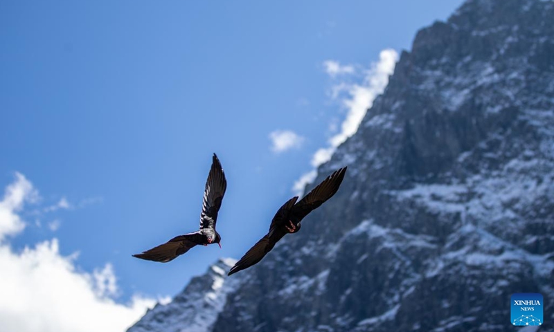 Red-billed choughs are pictured at Yading scenic spot in Daocheng County of Tibetan Autonomous Prefecture of Garze, southwest China's Sichuan Province, Oct. 31, 2024. (Photo: Xinhua)