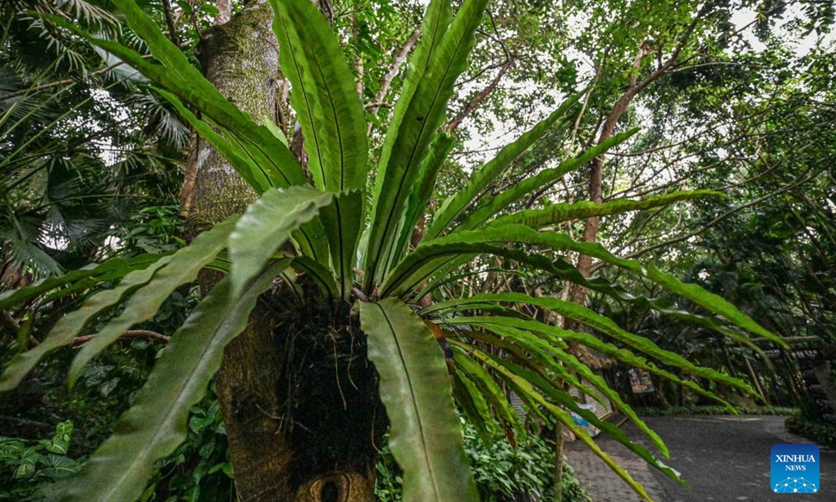 This photo taken on Nov. 1, 2024 shows plants growing on a trees at the Yanoda Rain Forest Cultural Tourism Zone in Baoting Li and Miao Autonomous County, south China's Hainan Province. Located at 18 degrees north latitude, the Yanoda scenic area features over 1,400 species of trees and more than 80 varieties of tropical flowers. Many tropical spectacles make Yanoda a rain forest museum and attract numerous tourists to explore.  (Photo: Xinhua)