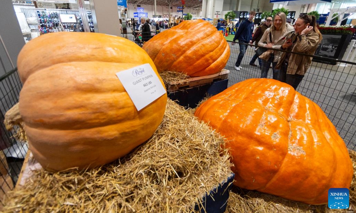 Visitors look at giant pumpkins at the 2024 Royal Agricultural Winter Fair in Toronto, Canada, on Nov. 1, 2024. Showcasing the best in agriculture, local food and more, the annual ten-day fair kicked off here on Friday.  (Photo: Xinhua)