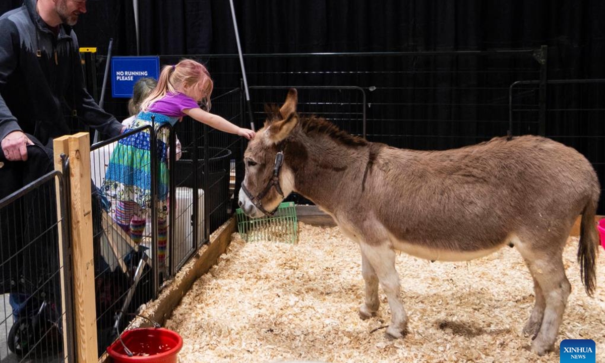 A girl touches a donkey at the 2024 Royal Agricultural Winter Fair in Toronto, Canada, on Nov. 1, 2024. Showcasing the best in agriculture, local food and more, the annual ten-day fair kicked off here on Friday. (Photo: Xinhua)