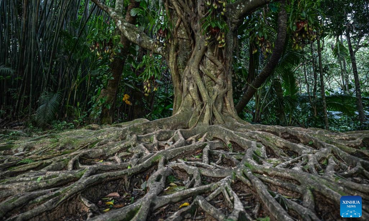 This photo taken on Nov. 1, 2024 shows tree roots extending on the ground at the Yanoda Rain Forest Cultural Tourism Zone in Baoting Li and Miao Autonomous County, south China's Hainan Province. Located at 18 degrees north latitude, the Yanoda scenic area features over 1,400 species of trees and more than 80 varieties of tropical flowers. Many tropical spectacles make Yanoda a rain forest museum and attract numerous tourists to explore.  (Photo: Xinhua)