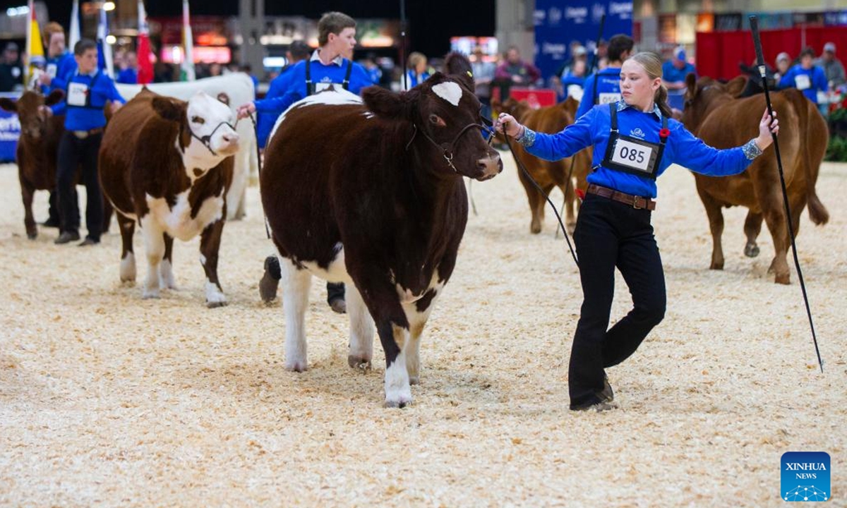 Breeders lead cows during a junior beef heifer show at the 2024 Royal Agricultural Winter Fair in Toronto, Canada, on Nov. 1, 2024. Showcasing the best in agriculture, local food and more, the annual ten-day fair kicked off here on Friday. (Photo: Xinhua)