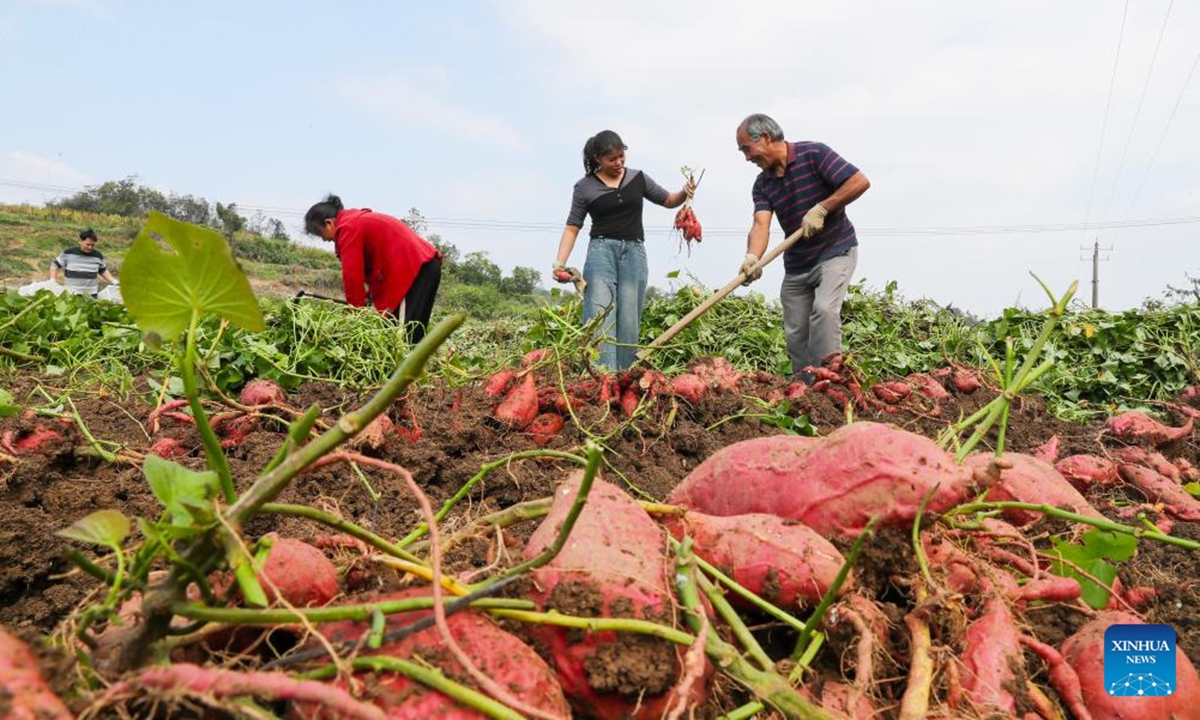 Farmers harvest sweet potatoes in Jiantou Town of Xintian County, central China's Hunan Province, Nov. 1, 2024.   (Photo: Xinhua)