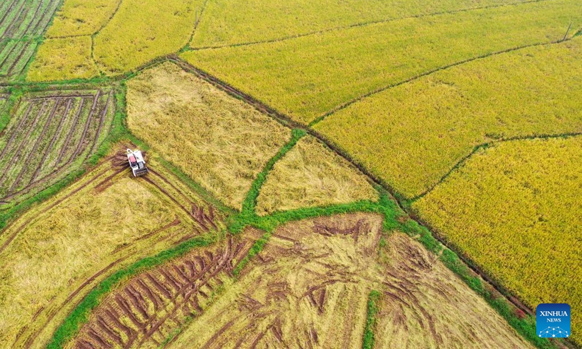 An aerial drone photo taken on Nov. 2, 2024 shows a harvester working in a paddy field in Jingtang Village in Zixing, central China's Hunan Province.   (Photo: Xinhua)