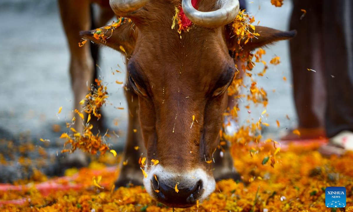 A cow is worshiped during Tihar, also known as the festival of lights, in Lalitpur, Nepal, Nov. 2, 2024. (Photo: Xinhua)