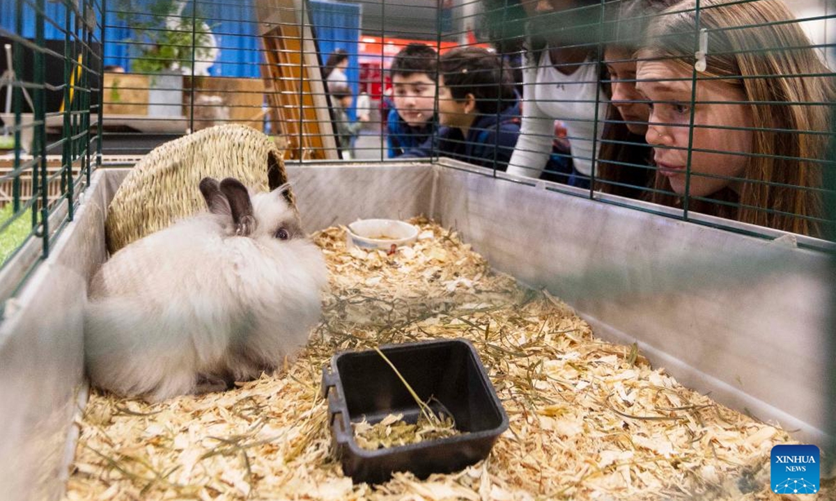 Visitors look at a rabbit at the 2024 Royal Agricultural Winter Fair in Toronto, Canada, on Nov. 1, 2024. Showcasing the best in agriculture, local food and more, the annual ten-day fair kicked off here on Friday. (Photo: Xinhua)