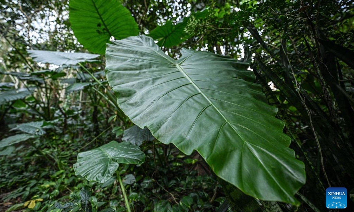 This photo taken on Nov. 1, 2024 shows plants growing on a trees at the Yanoda Rain Forest Cultural Tourism Zone in Baoting Li and Miao Autonomous County, south China's Hainan Province. Located at 18 degrees north latitude, the Yanoda scenic area features over 1,400 species of trees and more than 80 varieties of tropical flowers. Many tropical spectacles make Yanoda a rain forest museum and attract numerous tourists to explore.  (Photo: Xinhua)