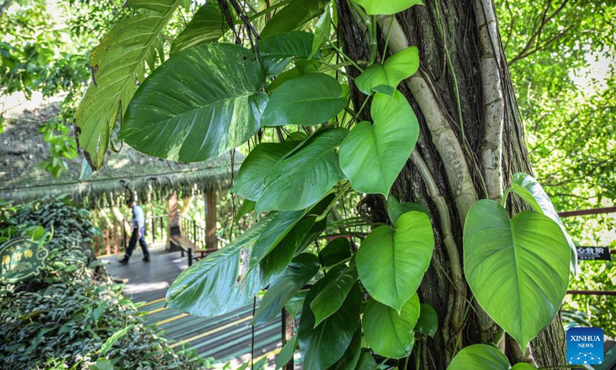 This photo taken on Nov. 1, 2024 shows vines climbing on a tree at the Yanoda Rain Forest Cultural Tourism Zone in Baoting Li and Miao Autonomous County, south China's Hainan Province. Located at 18 degrees north latitude, the Yanoda scenic area features over 1,400 species of trees and more than 80 varieties of tropical flowers. Many tropical spectacles make Yanoda a rain forest museum and attract numerous tourists to explore.  (Photo: Xinhua)