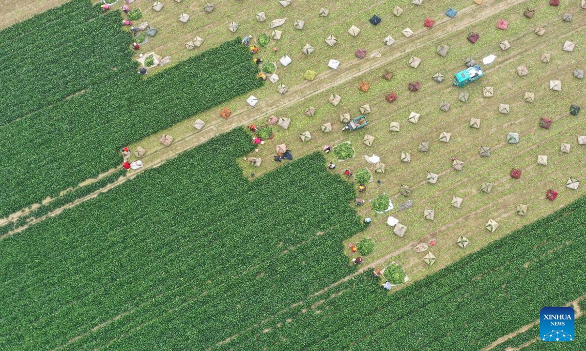 An aerial drone photo taken on Nov. 2, 2024 shows a harvester working in a paddy field in Jingtang Village in Zixing, central China's Hunan Province.   (Photo: Xinhua)