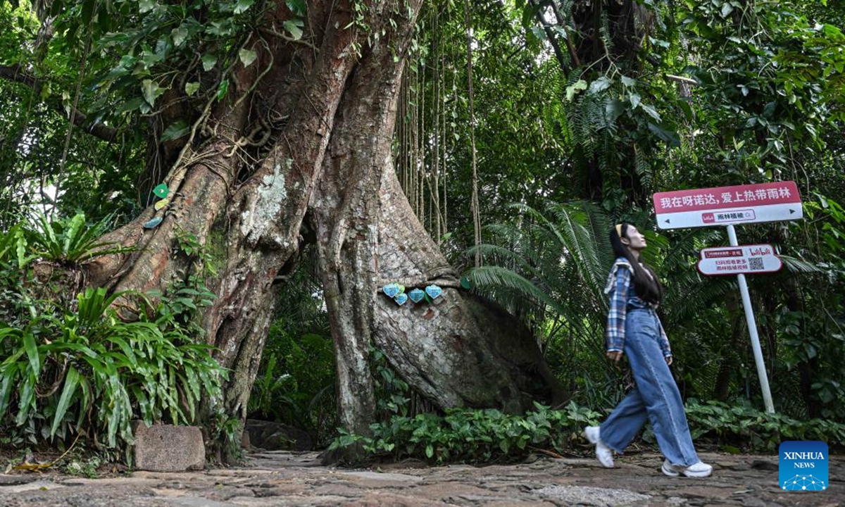 This photo taken on Nov. 1, 2024 shows plants growing on a trees at the Yanoda Rain Forest Cultural Tourism Zone in Baoting Li and Miao Autonomous County, south China's Hainan Province. Located at 18 degrees north latitude, the Yanoda scenic area features over 1,400 species of trees and more than 80 varieties of tropical flowers. Many tropical spectacles make Yanoda a rain forest museum and attract numerous tourists to explore.  (Photo: Xinhua)