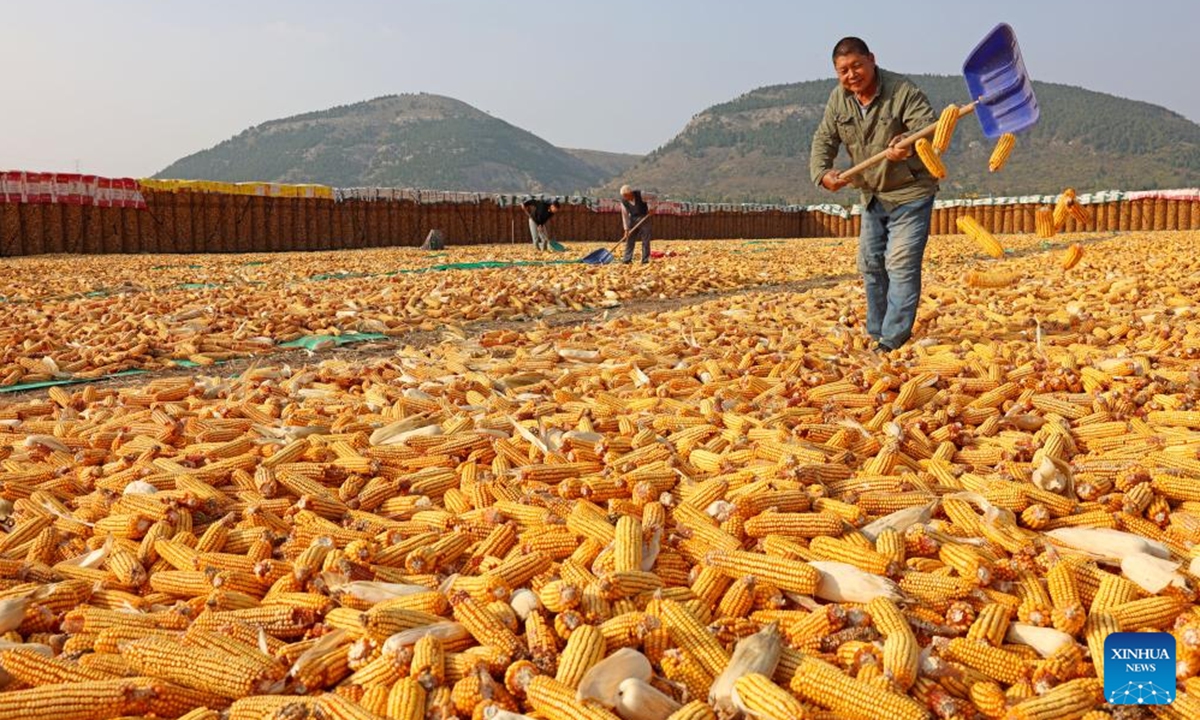 Farmers air corn in Zaozhuang City, east China's Shandong Province, Nov. 1, 2024.  (Photo: Xinhua)