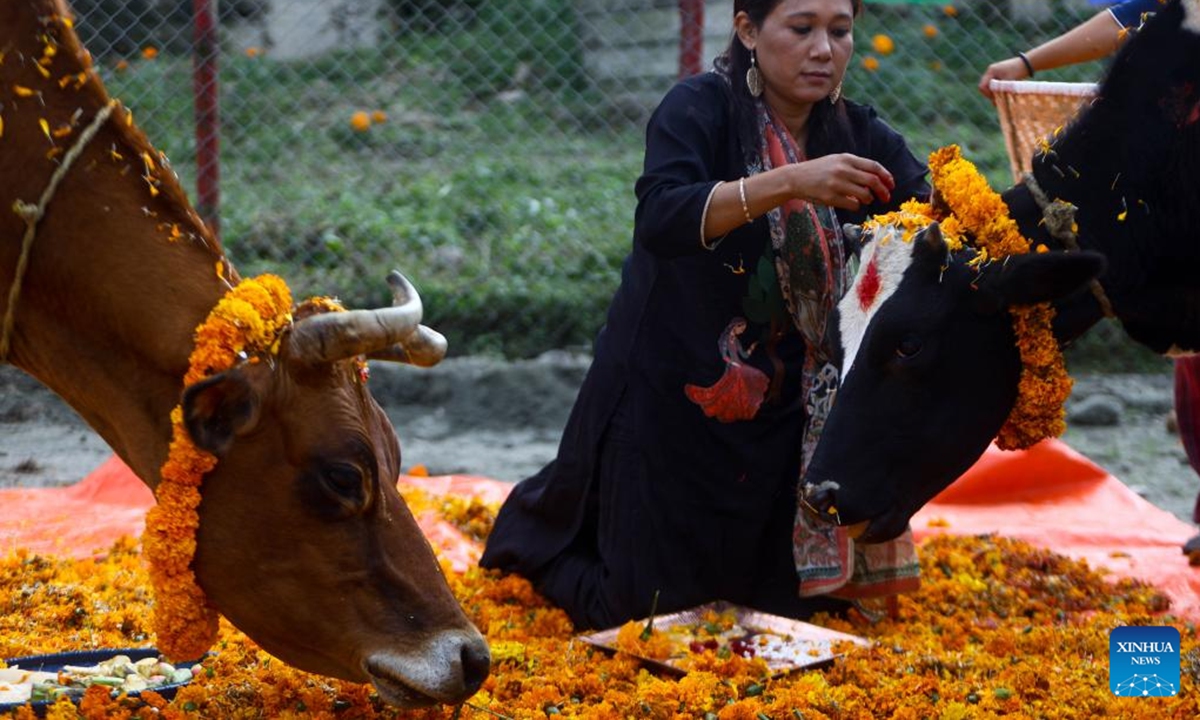 Cows are worshiped during Tihar, also known as the festival of lights, in Lalitpur, Nepal, Nov. 2, 2024. (Photo: Xinhua)